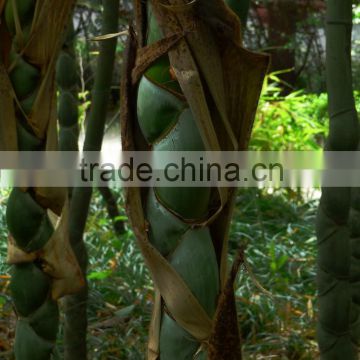 fishpole/golden bamboo for garden