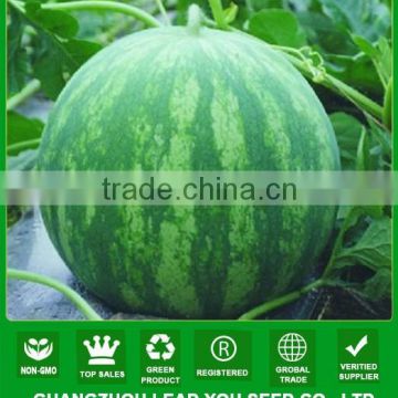 MW09 Xiaohong deep red flesh hybrid seedless watermelon seeds supplier