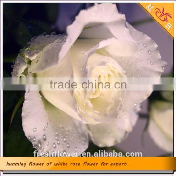 supply high quality fresh cut rose flower named Snow mountain