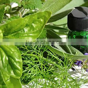 Natural Basil Oil,Pure Essential Oil For Export