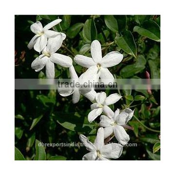 Jasmine Grandiflorum Oil (Jasminum Grandiflorum)