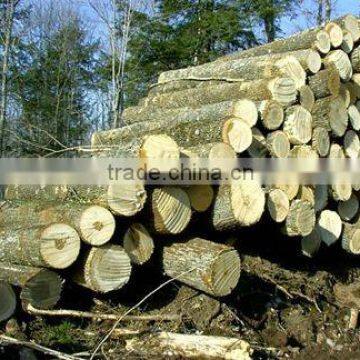 White Ash Logs