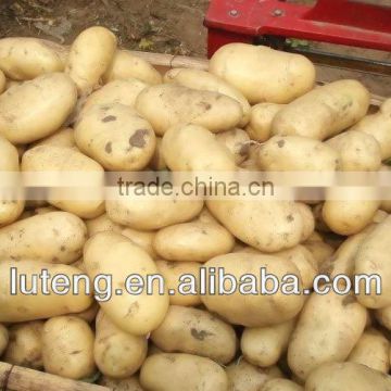 2013 fresh potato with best quality for international market