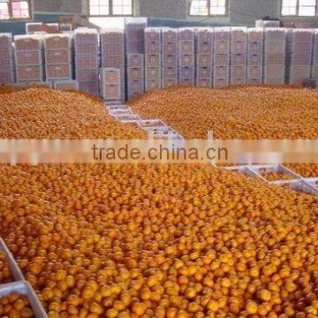 Baby Mandarin Orange / Nanfeng Baby Mandarin /Fresh Mandarin Orange