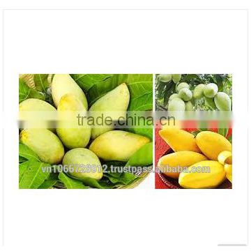 Fresh HOA LOC Mango fruit from Viet Nam grade A