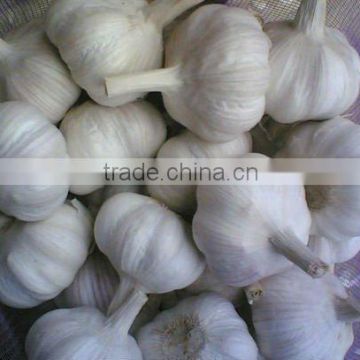 Chinese White garlic 2013 crop