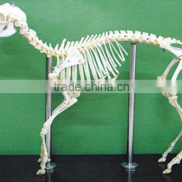 High quality sheep skeleton specimen