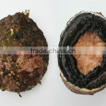 fresh live abalone shells for sale
