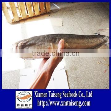 High Quality Seafood Product Natural Whole Frozen Catfish