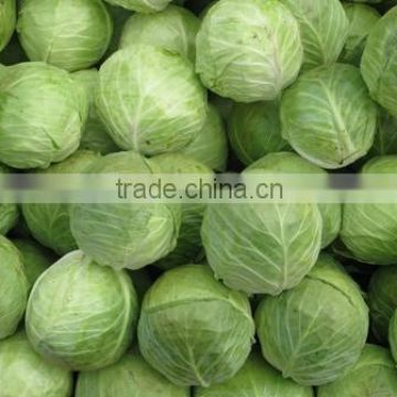 Fresh Cabbage International Market Price