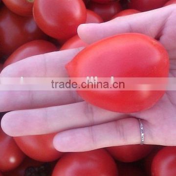 China Sun Dried Tomatoes