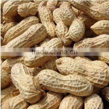 Chinese 9/11 peanuts in shell