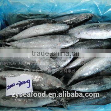 land frozen HACCP cargo bonito tuna manufacturer