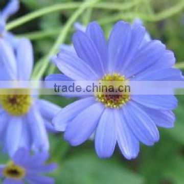 Alibaba Best Leading Supplier 100 Pure Natural German BLUE CHAMOMILE essential oil