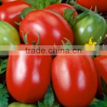 Red Jumbo F1 Hybrid Tomato Seeds