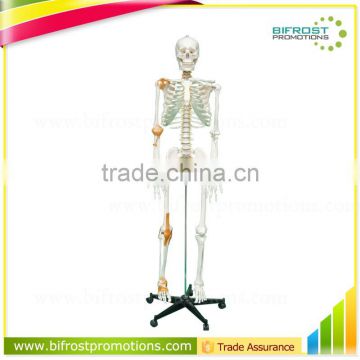 170cm Human Body Anatomy Bone Skeleton Model