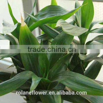 wholesale the top quality lucky bamboo with the low price from Yunnan