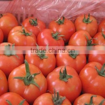 Fresh tomato exporter from China