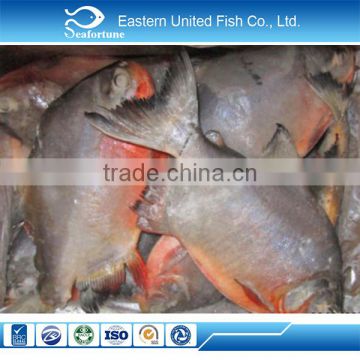 alibaba gold supplier export fish seafood