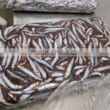 Frozen Whole Round Anchovy for sale