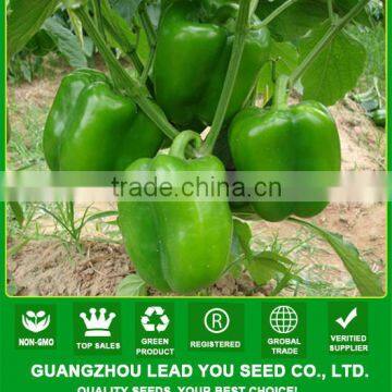 ASP011 Lilai uniform fruit shape hybrid sweet pepper seeds f1