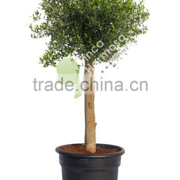 Olive tree - Olea Europaea "Florida"