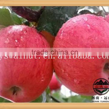 Bulk Fresh Organic Apples Export