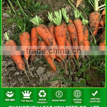 NCA08 Chaduo carrot seeds price, seeds manufactory