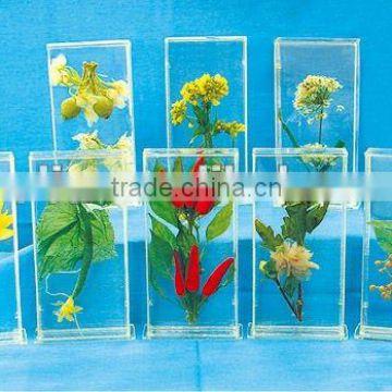 Corolla plants color preserving impregnated specimen for biology teaching