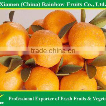 vegetables fruits of honey baby mandarin from Nanfeng producing area