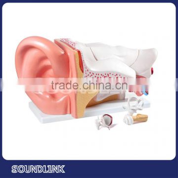 Educational tools of Budget Giant Ear Model shows all major structures related to hearing aids balance