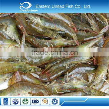 china seafood export frozen p&d shrimp