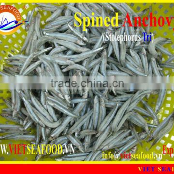 FROZEN BLUE ANCHOVY WHOLE ROUND