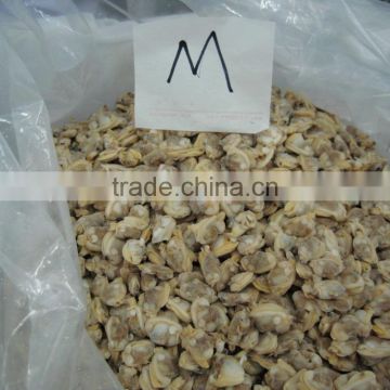 tasty and delicious high quality frozen cooked short necked clam meat without shell