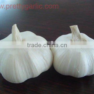chinese fresh pure white garlic