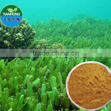 High Quality Fucus Extract
