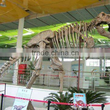 2014 Hot sale Dinosaur park real size fiberglass dinosaur fossil