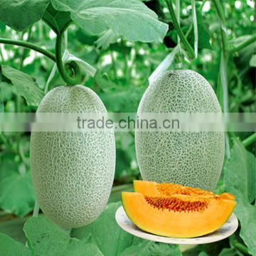 Hybrid F1 Hami melon seeds For Growing-Yu Tian Xiang
