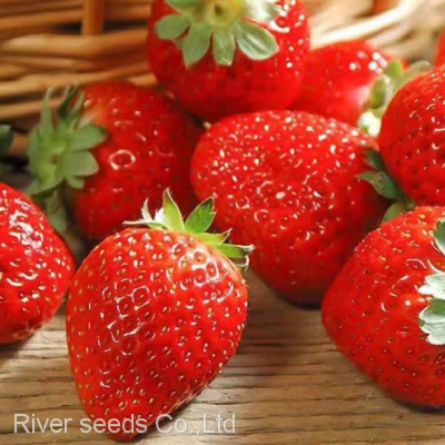 200pcs Organic sweet giant strawberry seeds strawberry seeds for planting