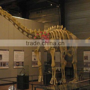 Exhibition Dinosaur Skeleton Fossil Of Ampelosaurus