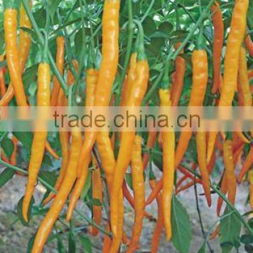 High Yield Yellow Pepper Seeds for planting-Yellow Cartfish F1