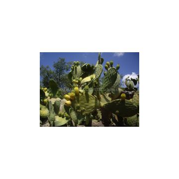 wholesale supplier of prickly pear oil