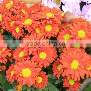 different colors best quality gerbera flowers export to foreign used Christmas wreath