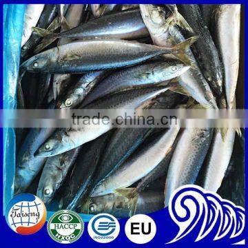 New Arrived Small Size, Sea Frozen Pacific Mackerel Fish