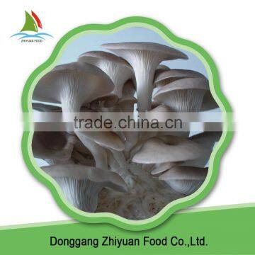 Supply High Quality Oyster Mushrooms 1kg