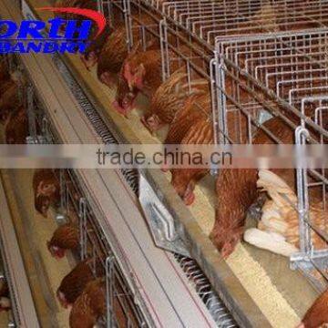 hot sale automatic livestock drinkers for chicken and poultry automatic chicken feeding line