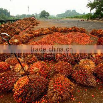 5--100TPH palm fruit oil press production line/ palm fruit oil press plant