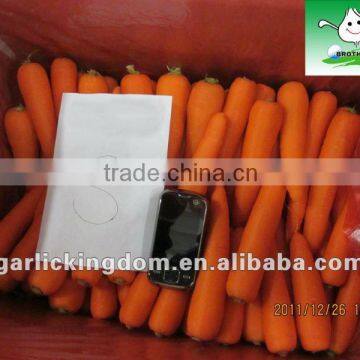 85-150g Fresh Carrot in 10kg carton