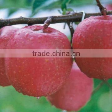 INDIAN RED DELICIOUS KASHMIRI APPLE