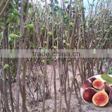 common Fig Trees for Fig fruits